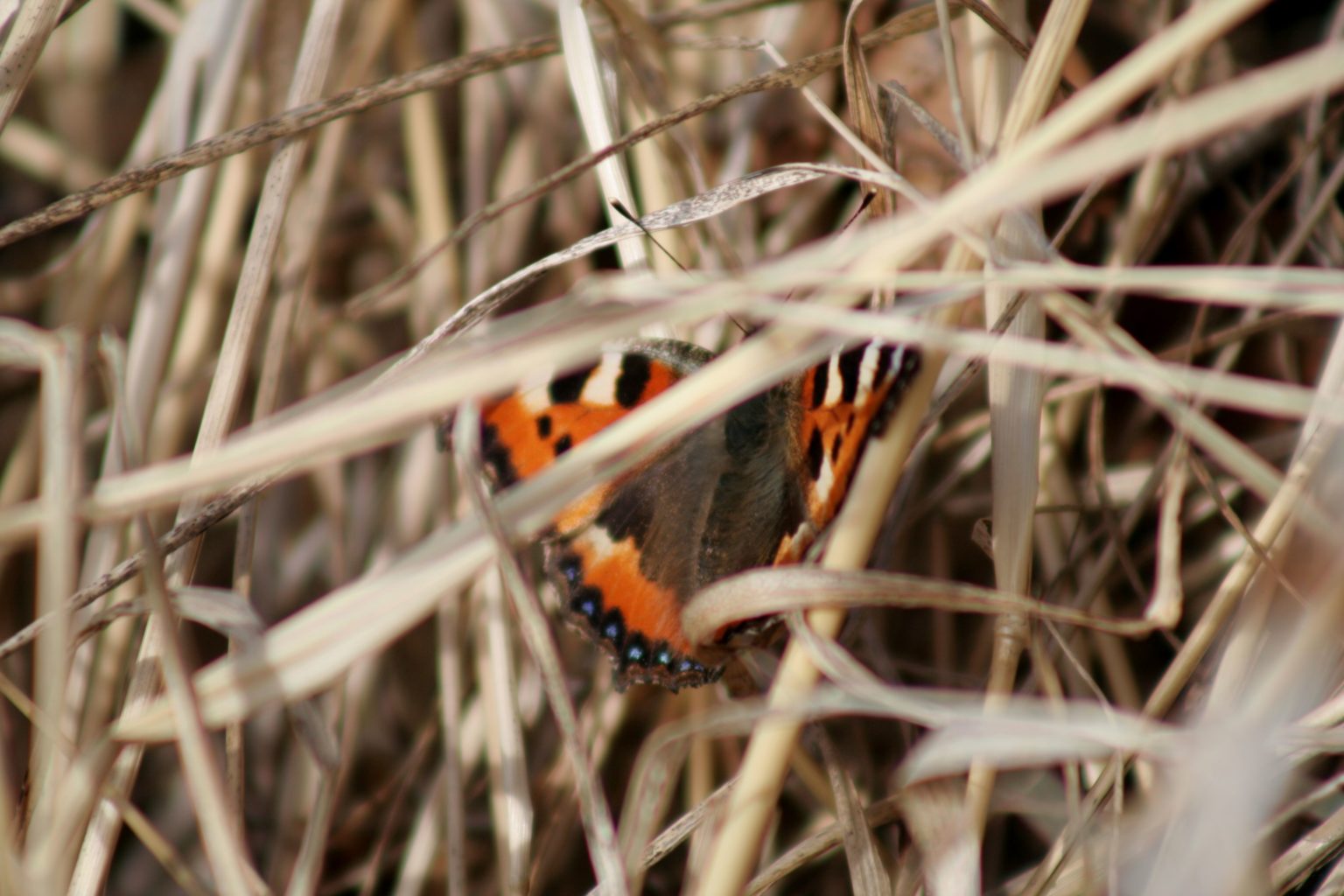 Valokuvaaja: Pirkko Siukonen