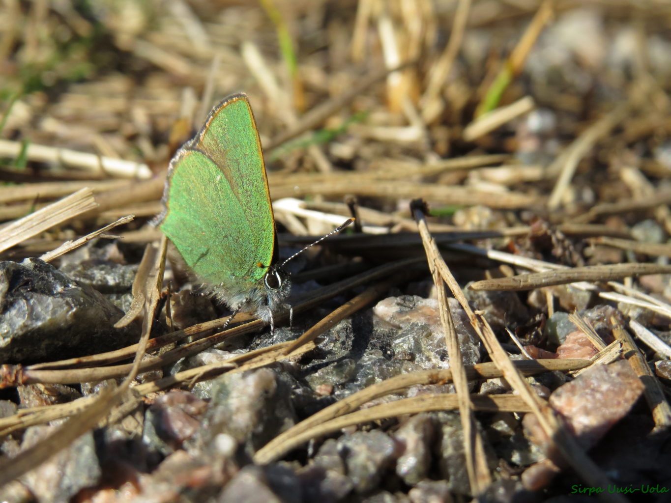 Valokuvaaja: Sirpa Uusi-Uola