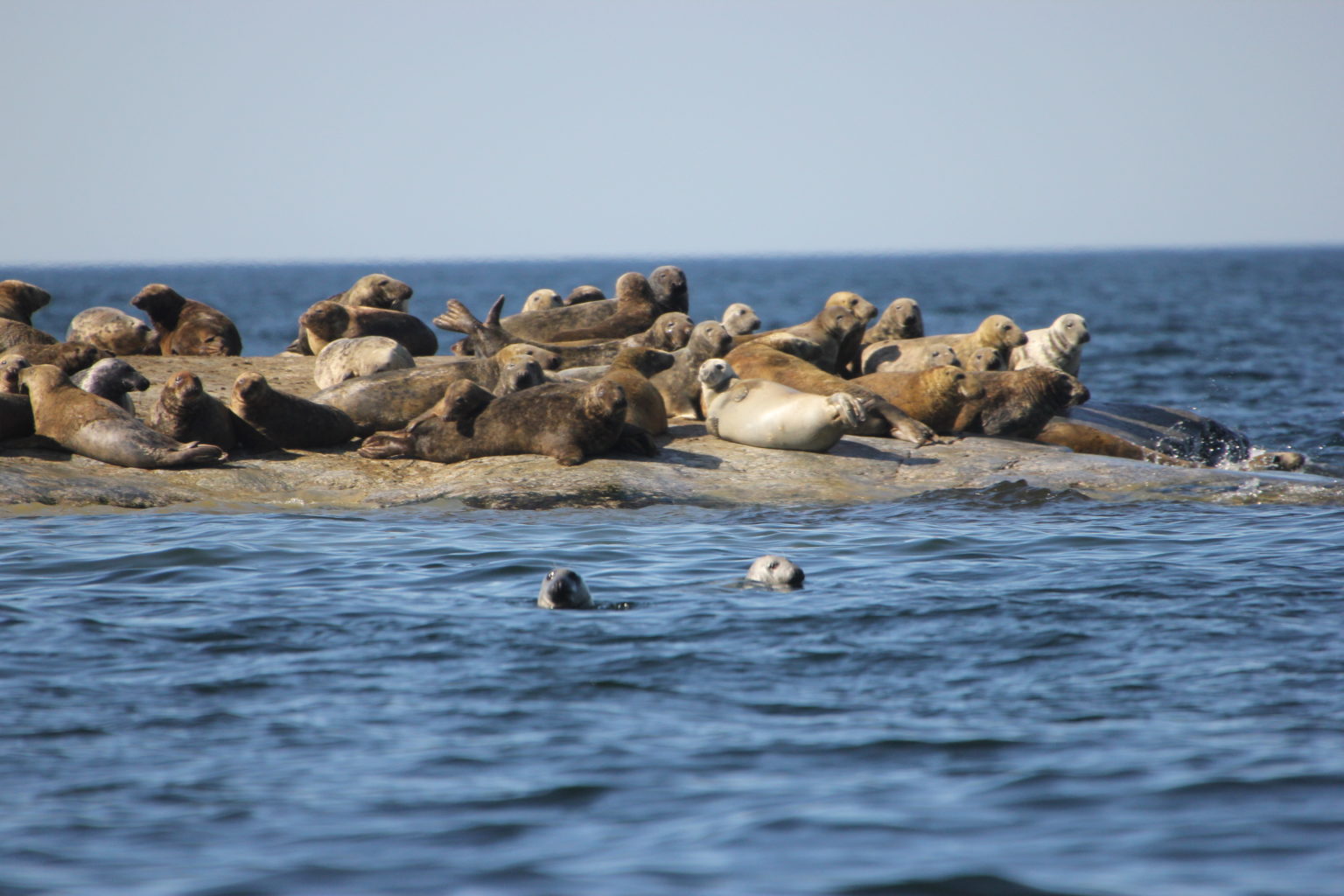 Valokuvaaja: Elina Nieminen Valokuvaaja: Elina Nieminen