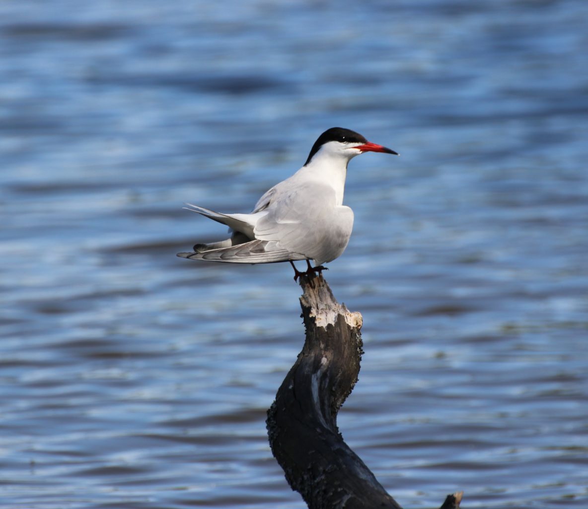 Valokuvaaja: Irja Lehtinen