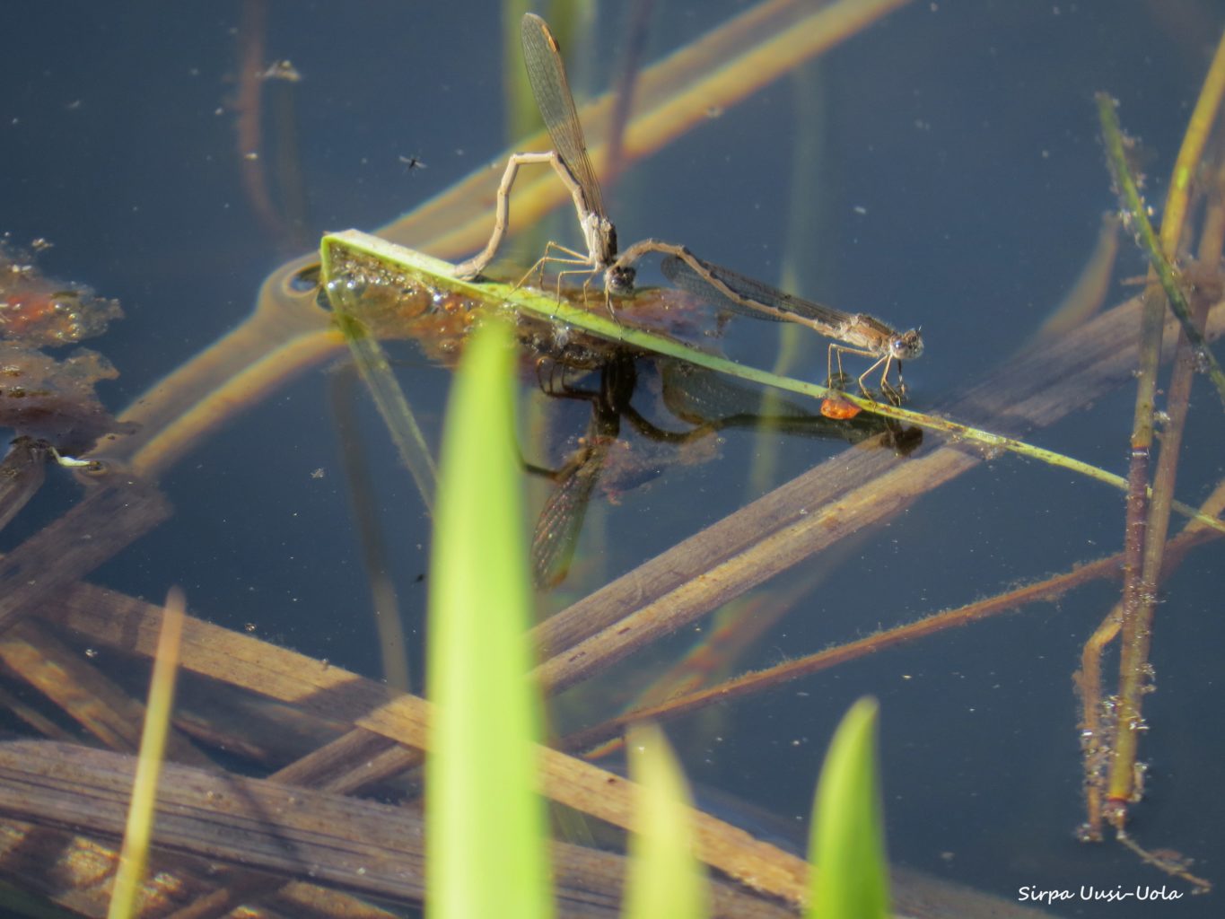 Valokuvaaja: Sirpa Uusi-Uola