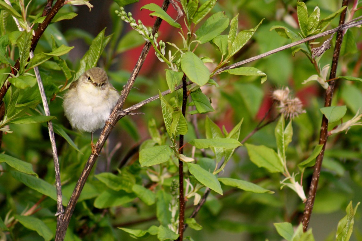 Valokuvaaja: Pirkko Siukonen