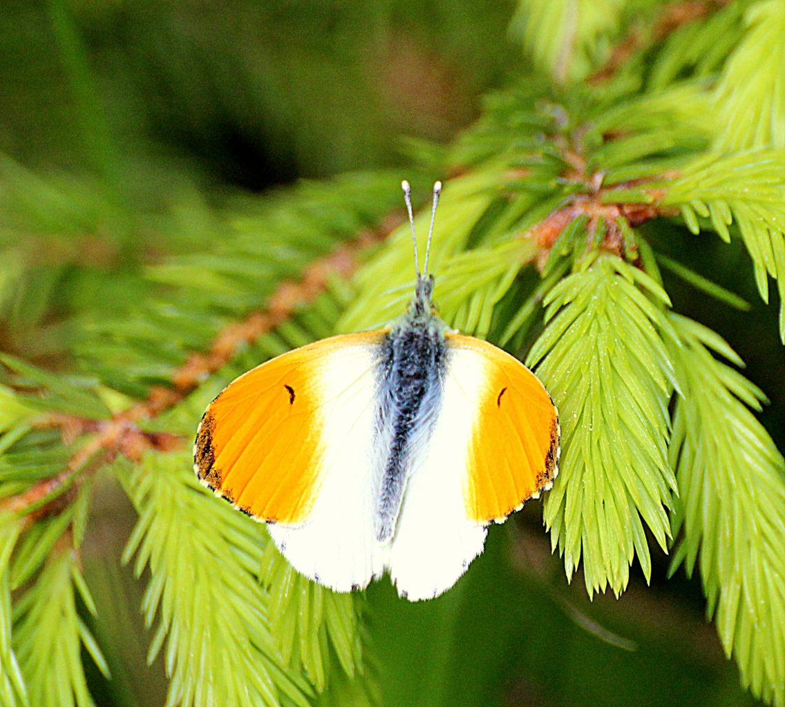 Valokuvaaja: Irja Lehtinen