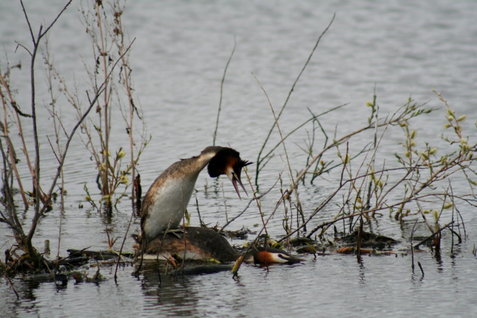 Valokuvaaja: Pirkko Siukonen Valokuvaaja: Pirkko Siukonen