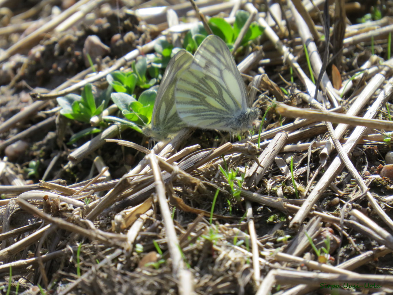 Valokuvaaja: Sirpa Uusi-Uola
