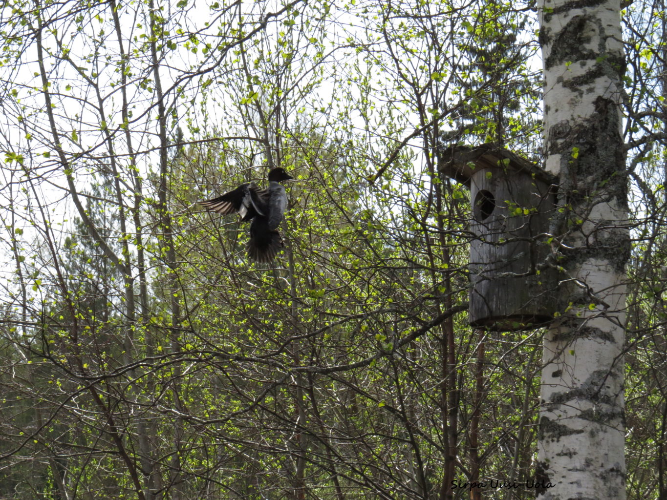 Valokuvaaja: Sirpa Uusi-Uola