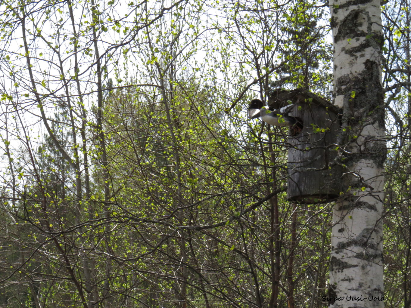 Valokuvaaja: Sirpa Uusi-Uola Valokuvaaja: Sirpa Uusi-Uola