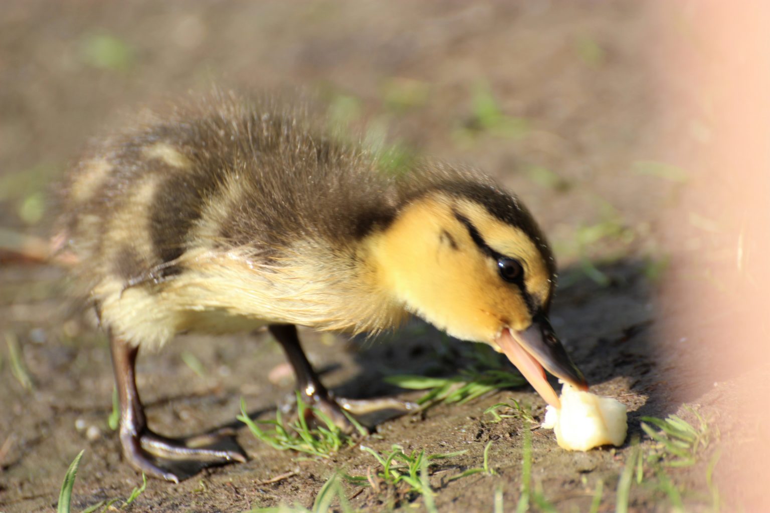 Valokuvaaja: Irja Lehtinen