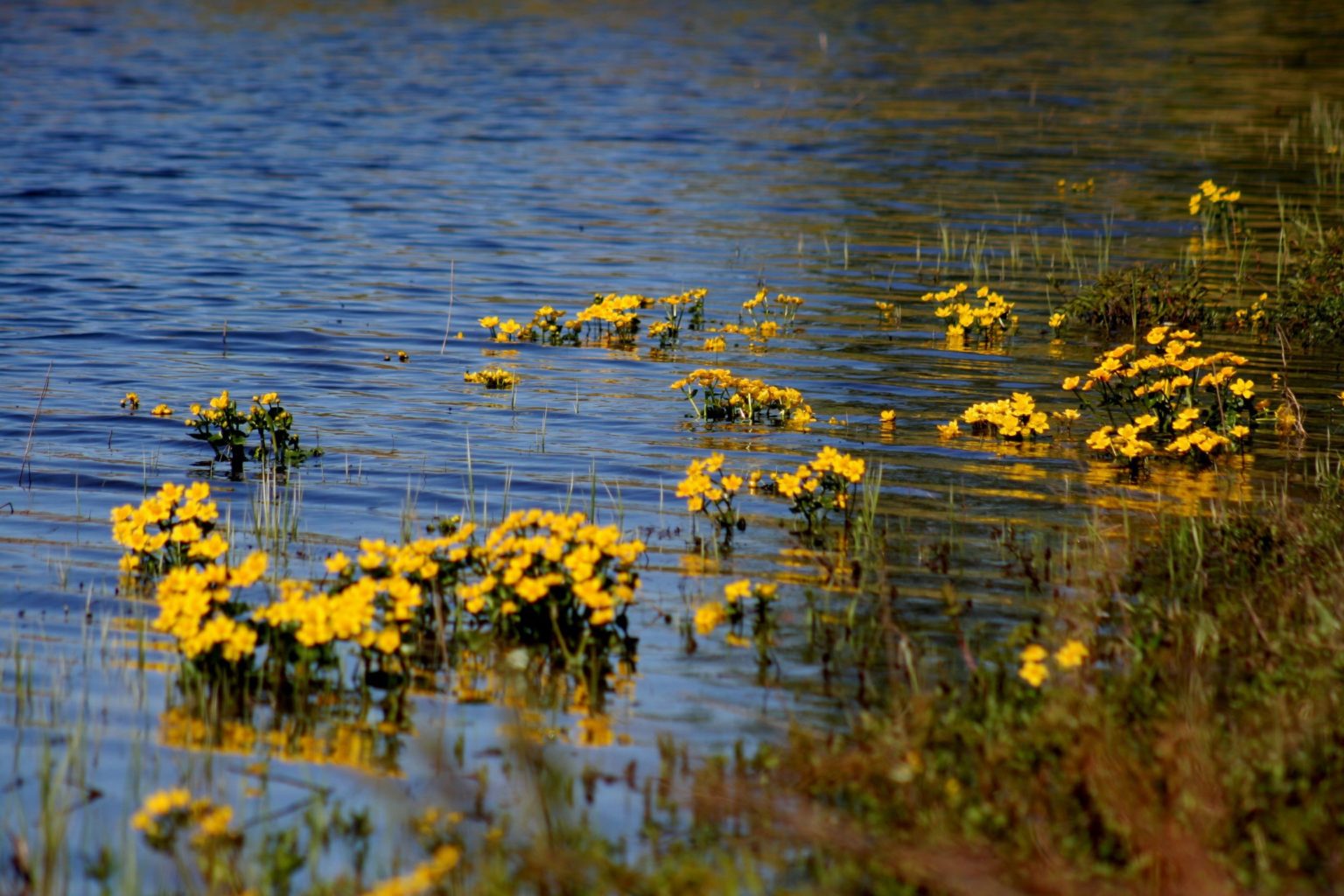 Valokuvaaja: Pirkko Siukonen