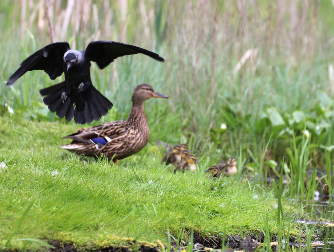 Valokuvaaja: Irja lehtinen