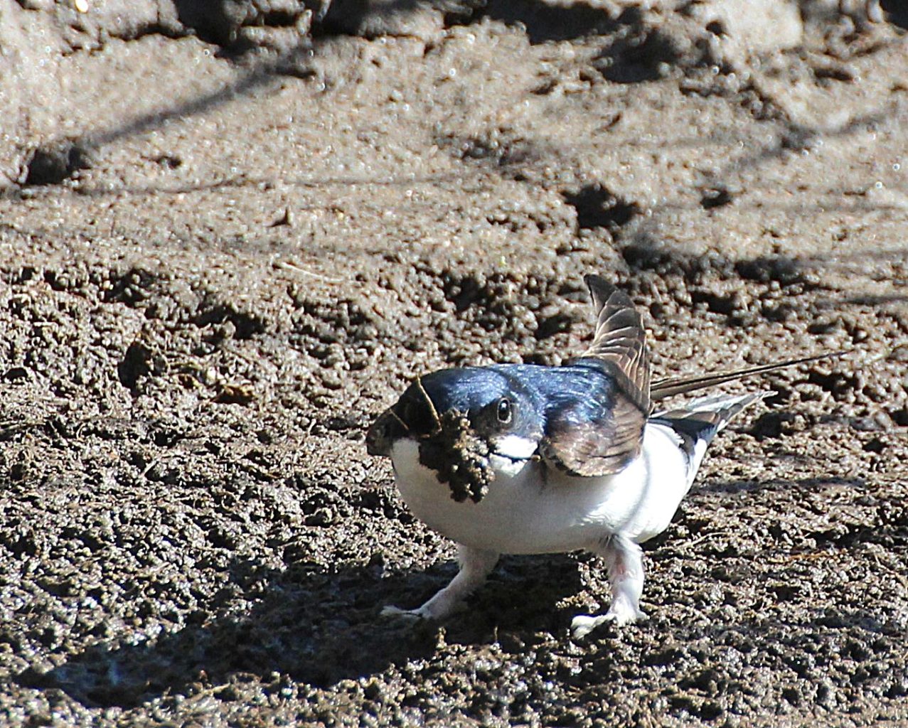 Valokuvaaja: Irja Lehtinen