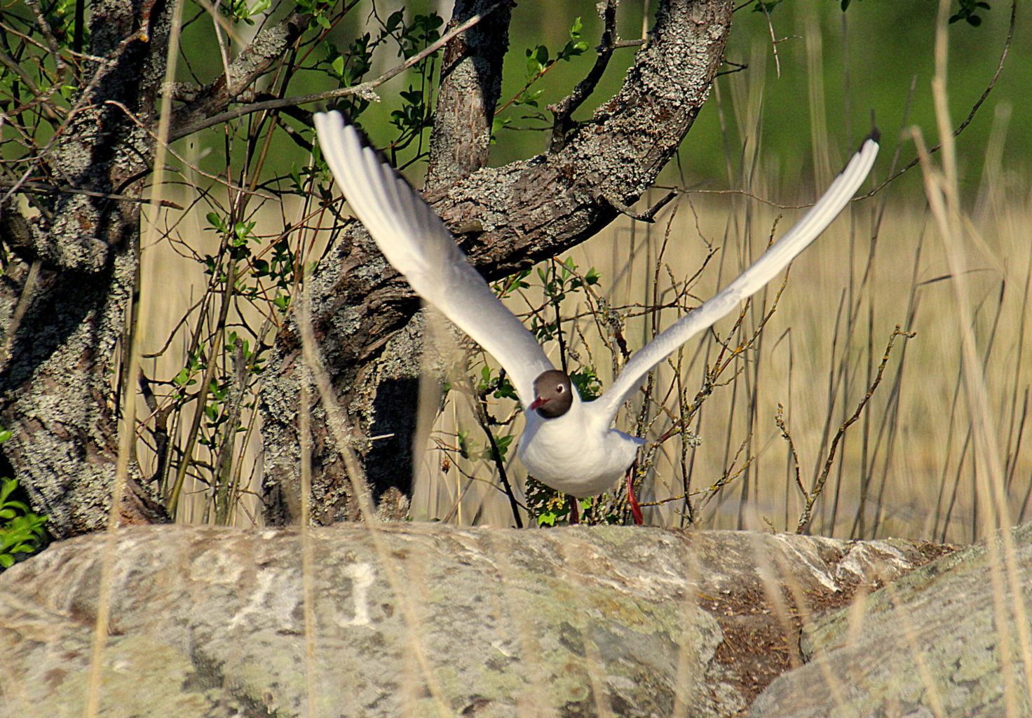 Valokuvaaja: Sirpa Jyske Valokuvaaja: Sirpa Jyske