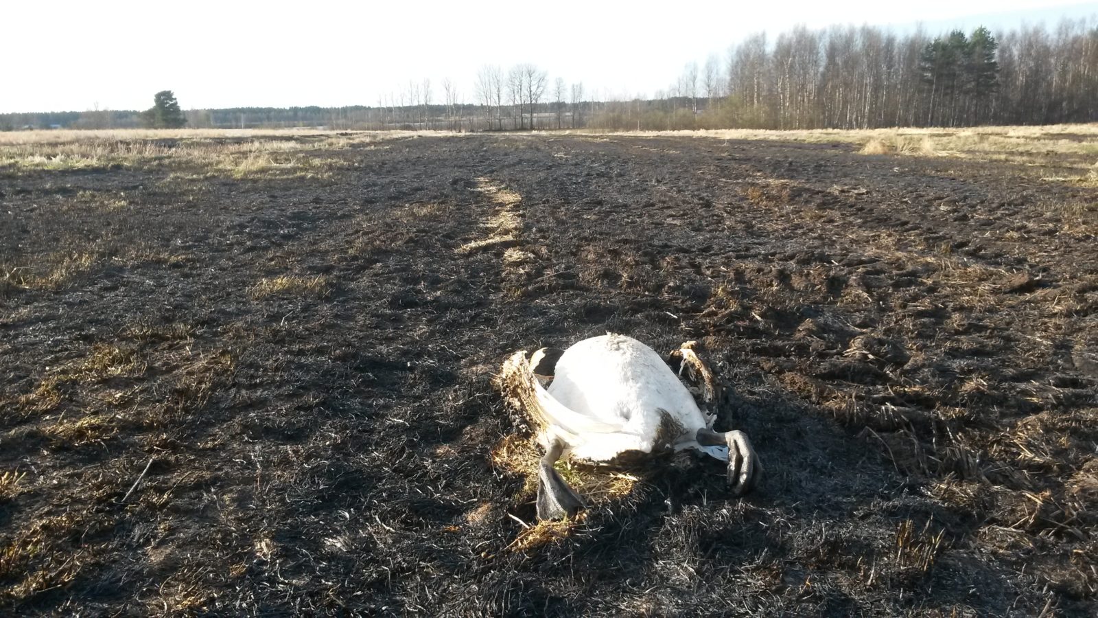 Valokuvaaja: Mikko Kujala