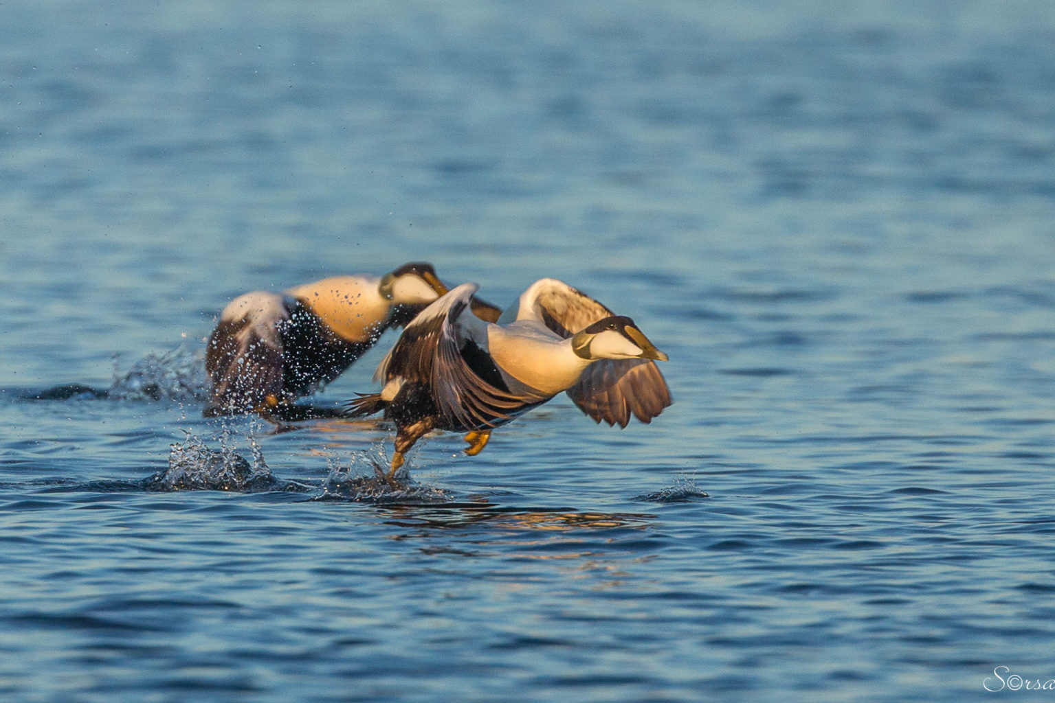 Valokuvaaja: Kyösti Sorsa