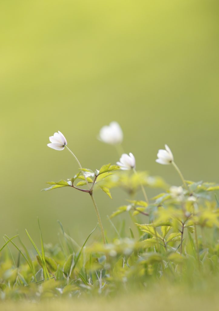 Valokuvaaja: Anne Moilanen