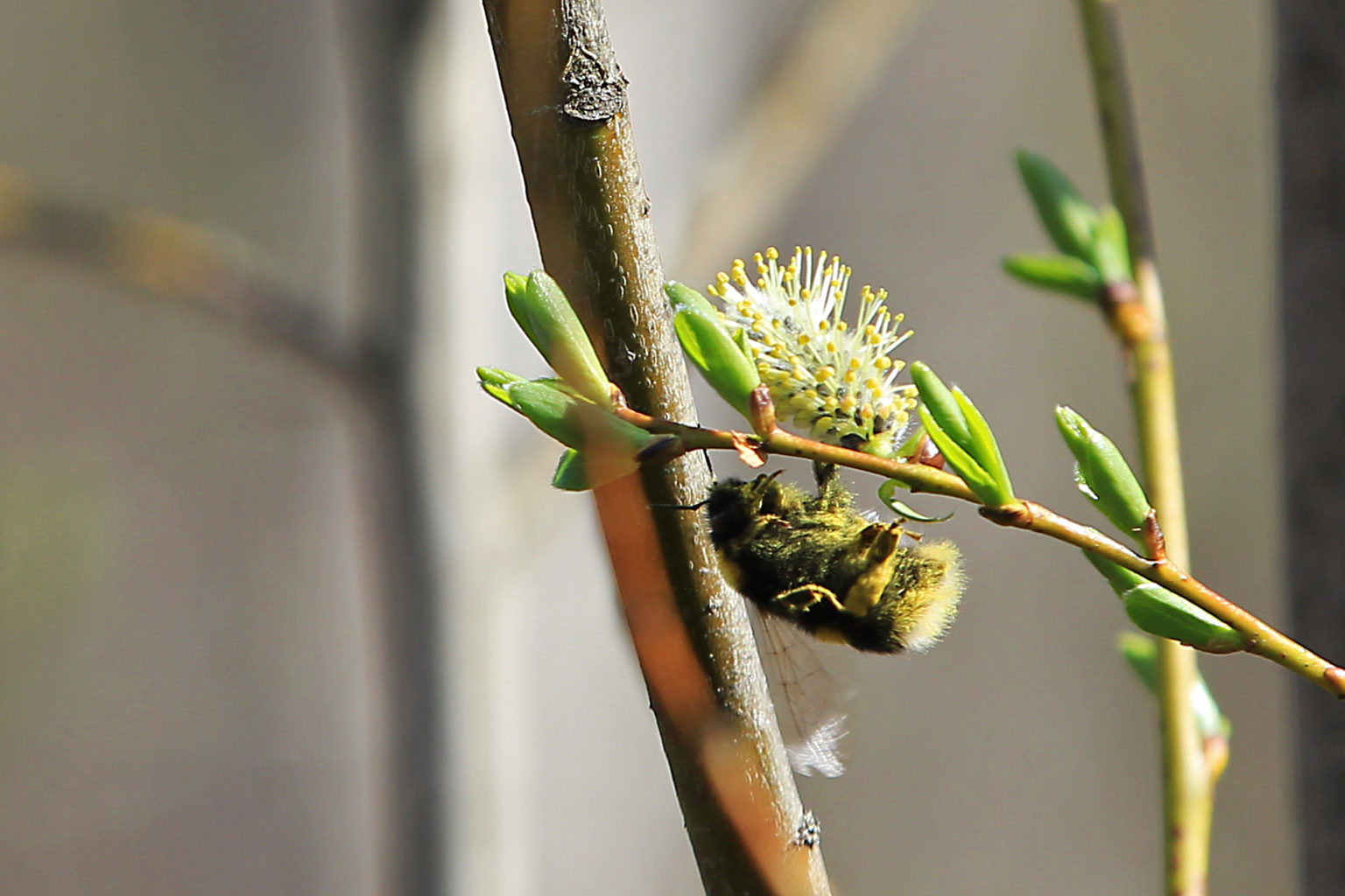 Valokuvaaja: Mika Koivisto
