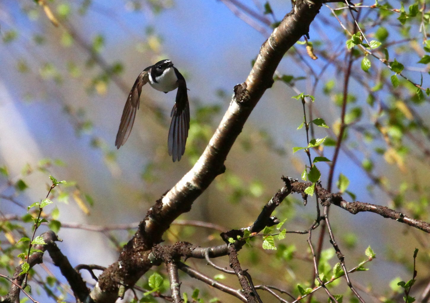 Valokuvaaja: reijo lehtonen