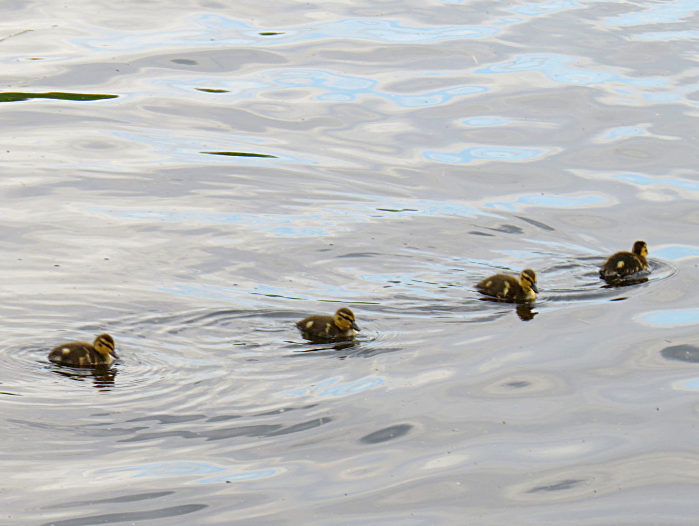 Valokuvaaja: Jaana Talvinen Valokuvaaja: Jaana Talvinen