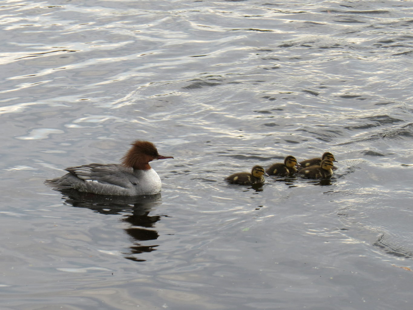 Valokuvaaja: Jaana Talvinen Valokuvaaja: Jaana Talvinen