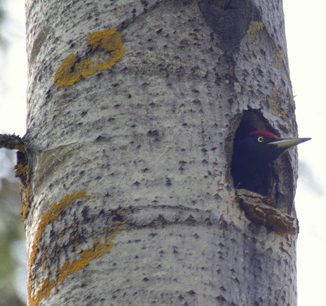 Valokuvaaja: Sirpa Jyske
