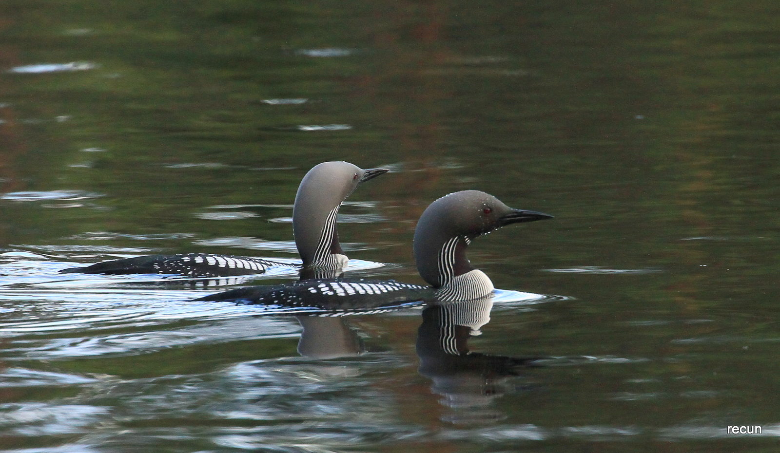 Valokuvaaja: reijo lehtonen