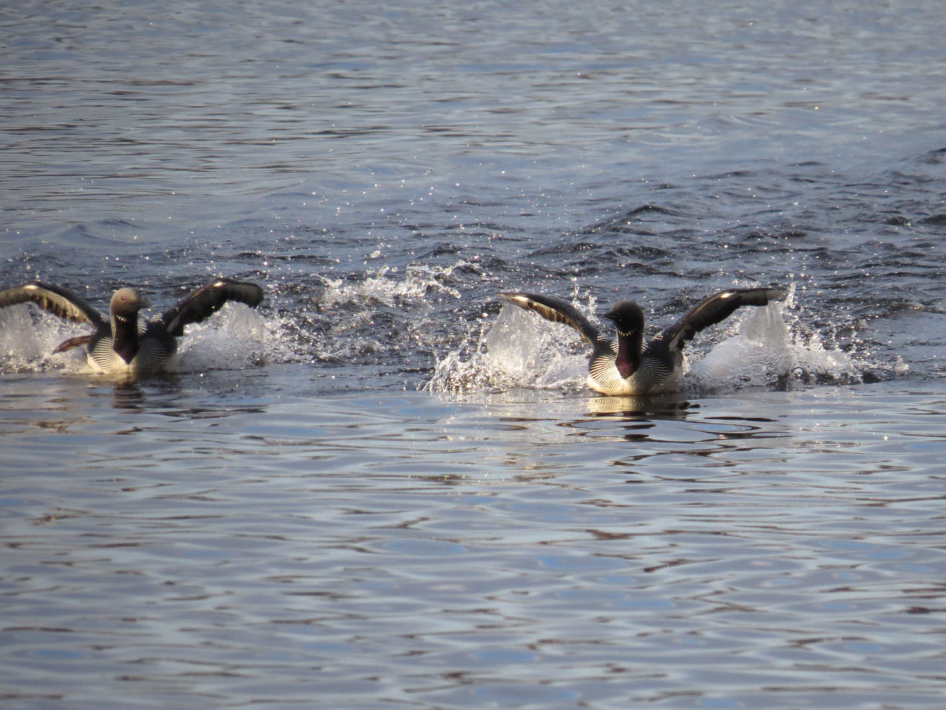 Valokuvaaja: Jaana Talvinen