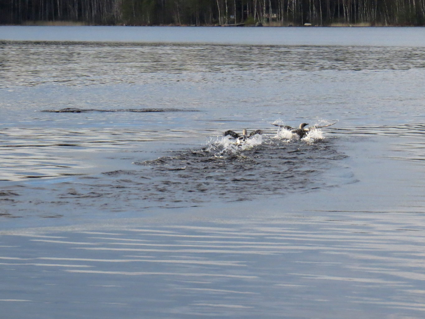 Valokuvaaja: Jaana Talvinen Valokuvaaja: Jaana Talvinen