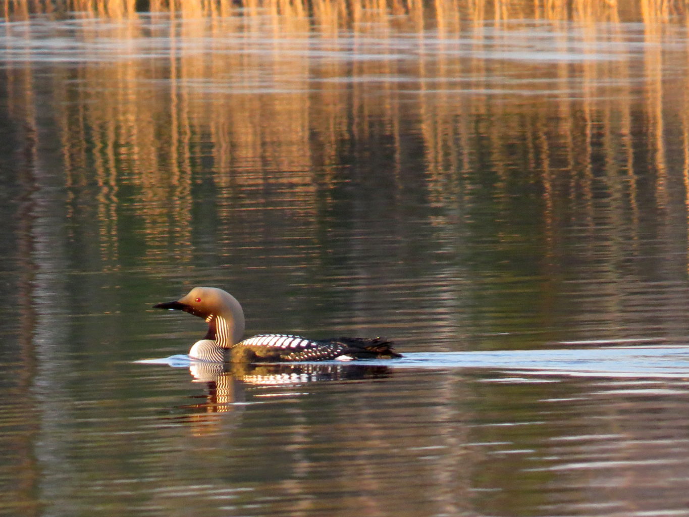 Valokuvaaja: Jaana Talvinen