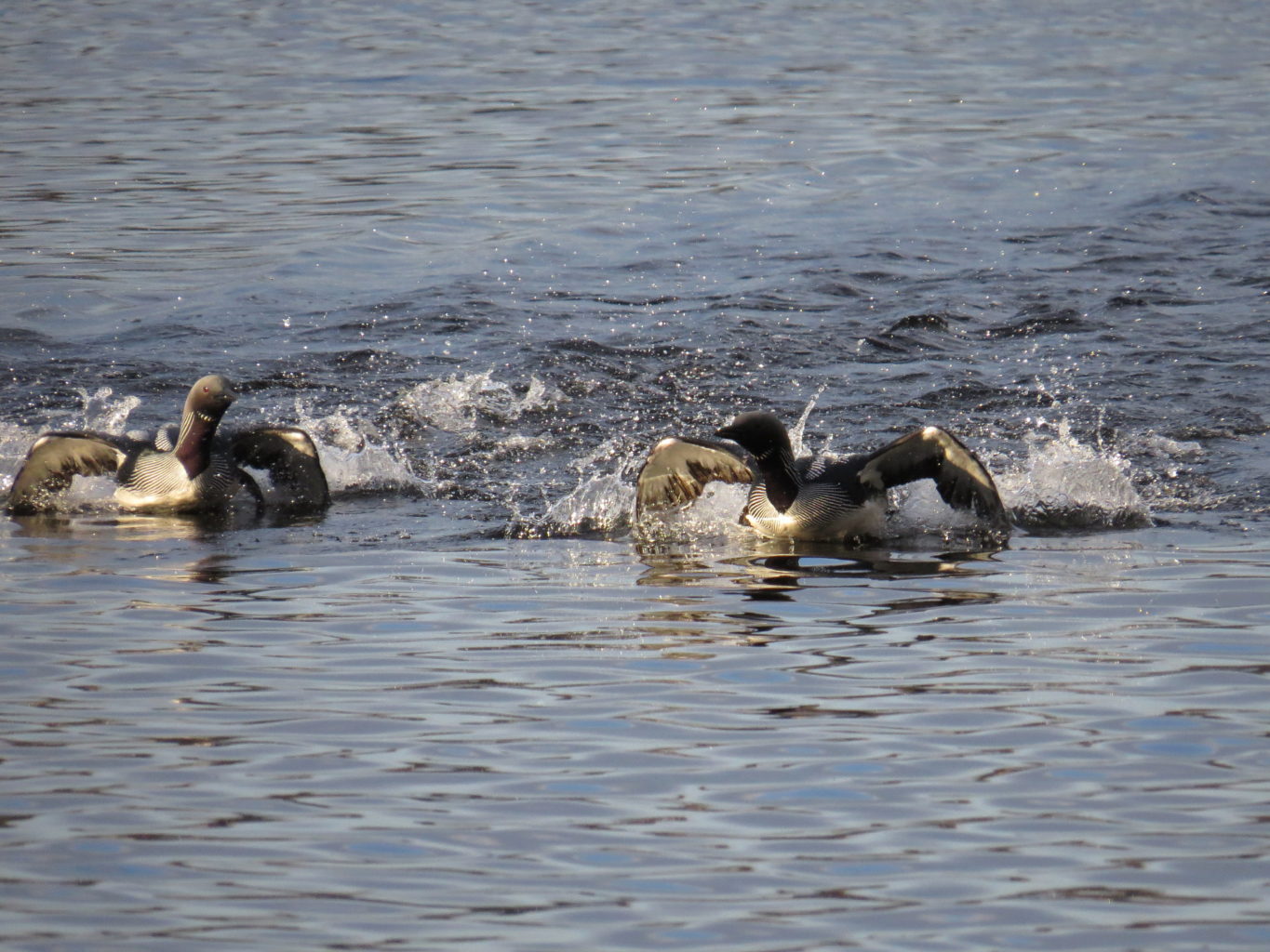 Valokuvaaja: Jaana Talvinen
