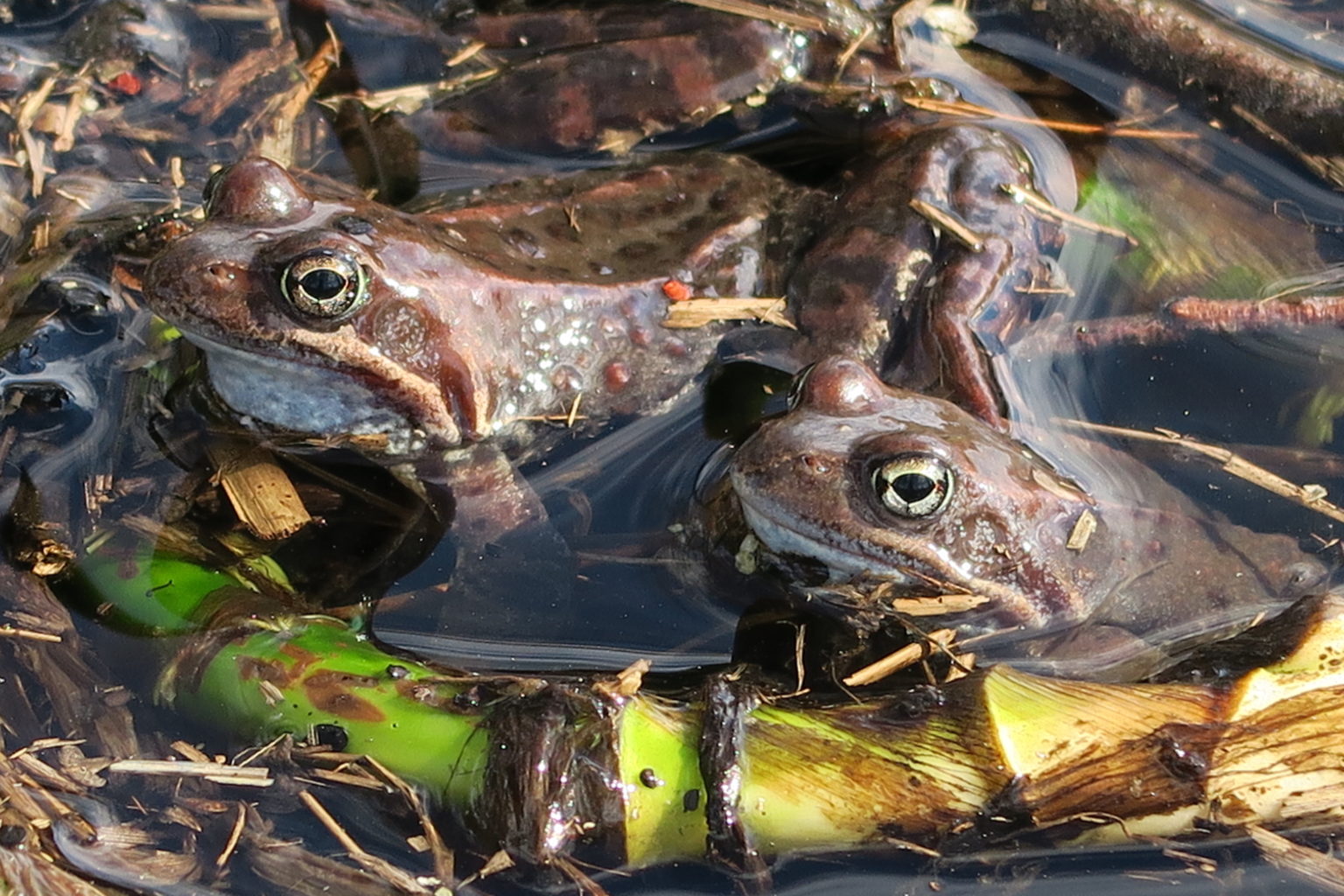 Valokuvaaja: Marja Kalavainen