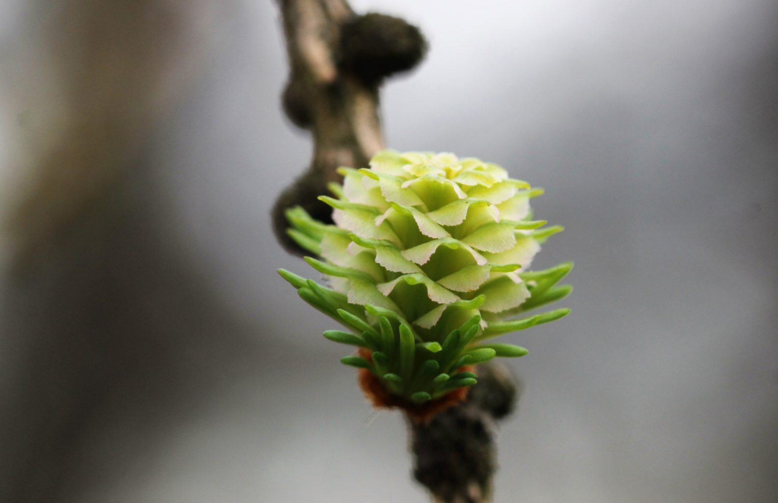 Valokuvaaja: Pirjo Hokkanen