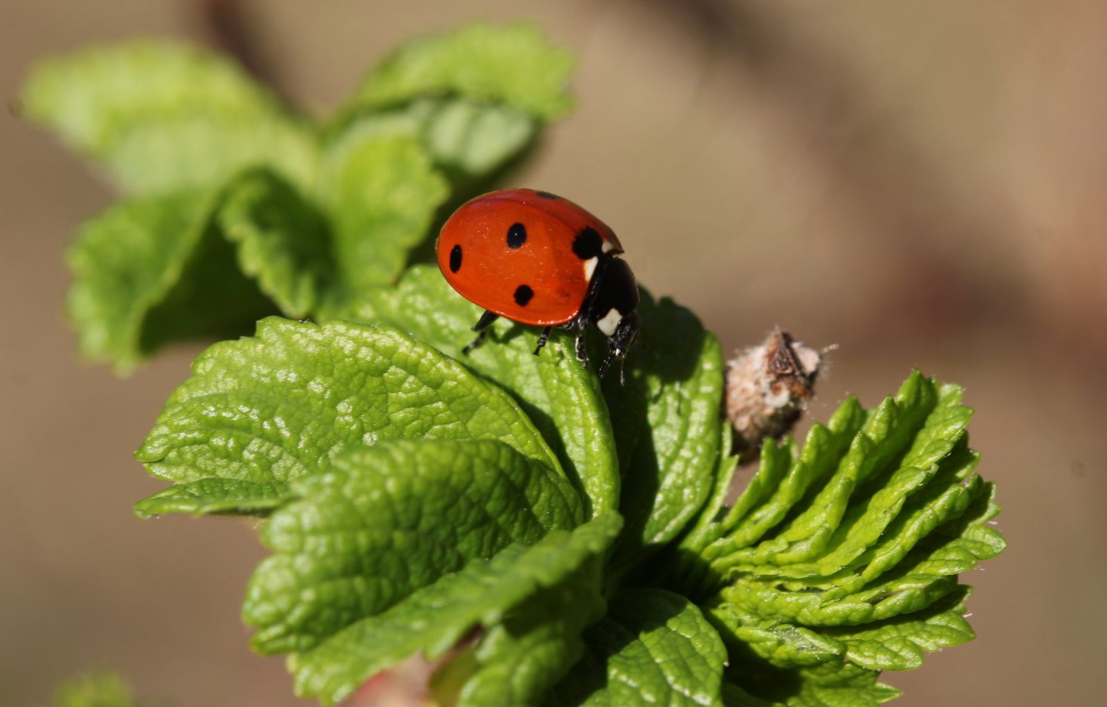 Valokuvaaja: Pirjo Hokkanen