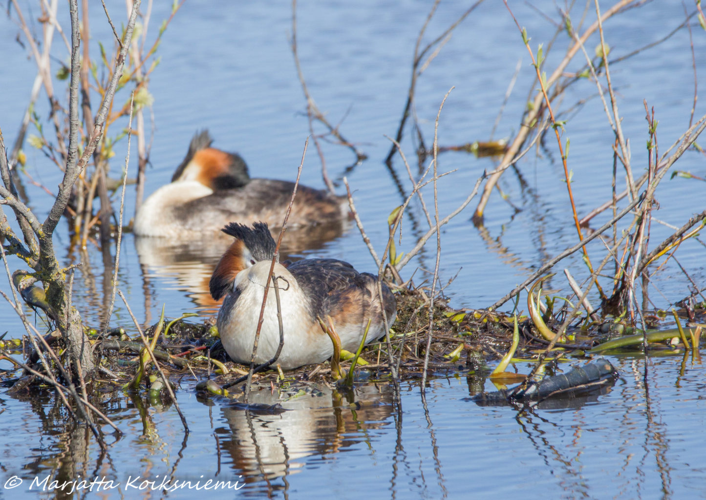 Valokuvaaja: Marjatta Koiksniemi Valokuvaaja: Marjatta Koiksniemi
