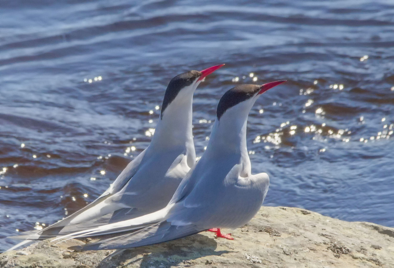 Valokuvaaja: Marjatta Koiksniemi Valokuvaaja: Marjatta Koiksniemi