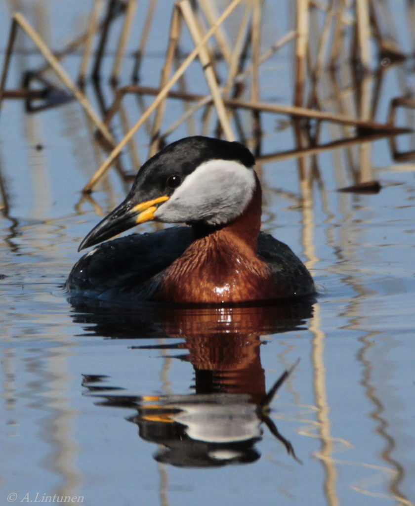 Valokuvaaja: Anna Lintunen