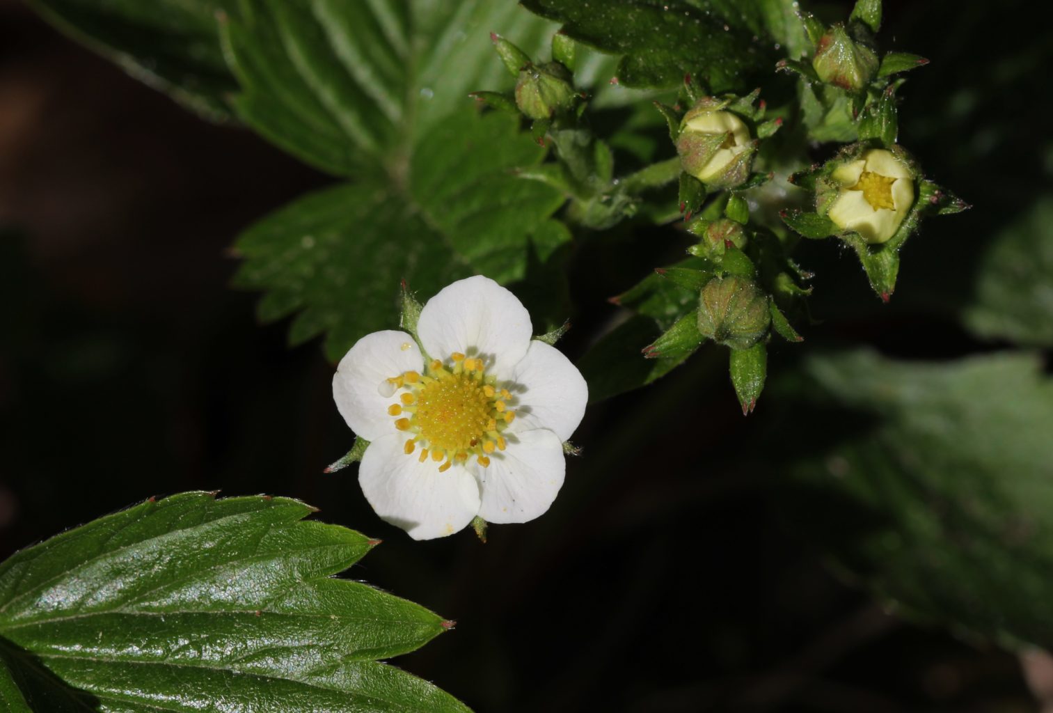 Valokuvaaja: Pirjo Hokkanen