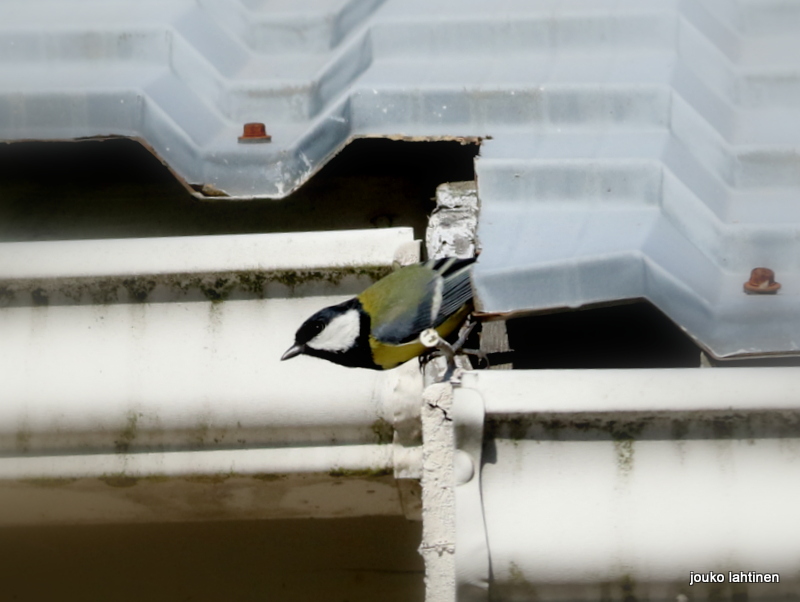 Valokuvaaja: Jouko Lahtinen