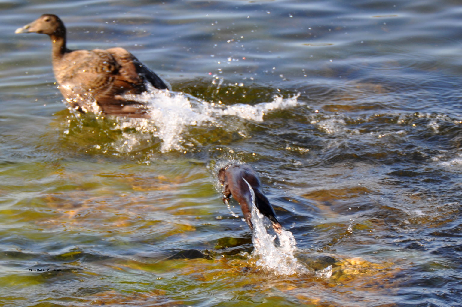 Valokuvaaja: Timo Kakko-Quednau