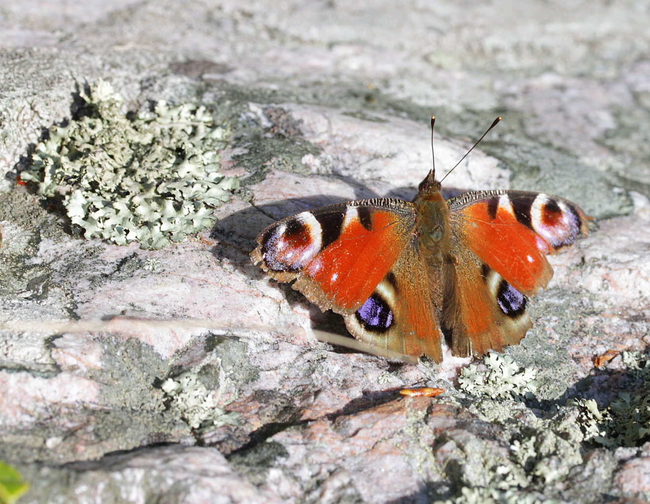Valokuvaaja: Sirpa Jyske Valokuvaaja: Sirpa Jyske
