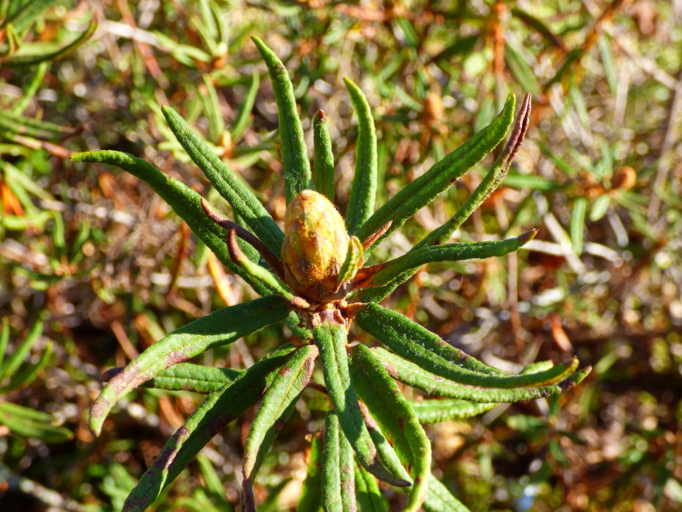 Valokuvaaja: Hannu Rissanen