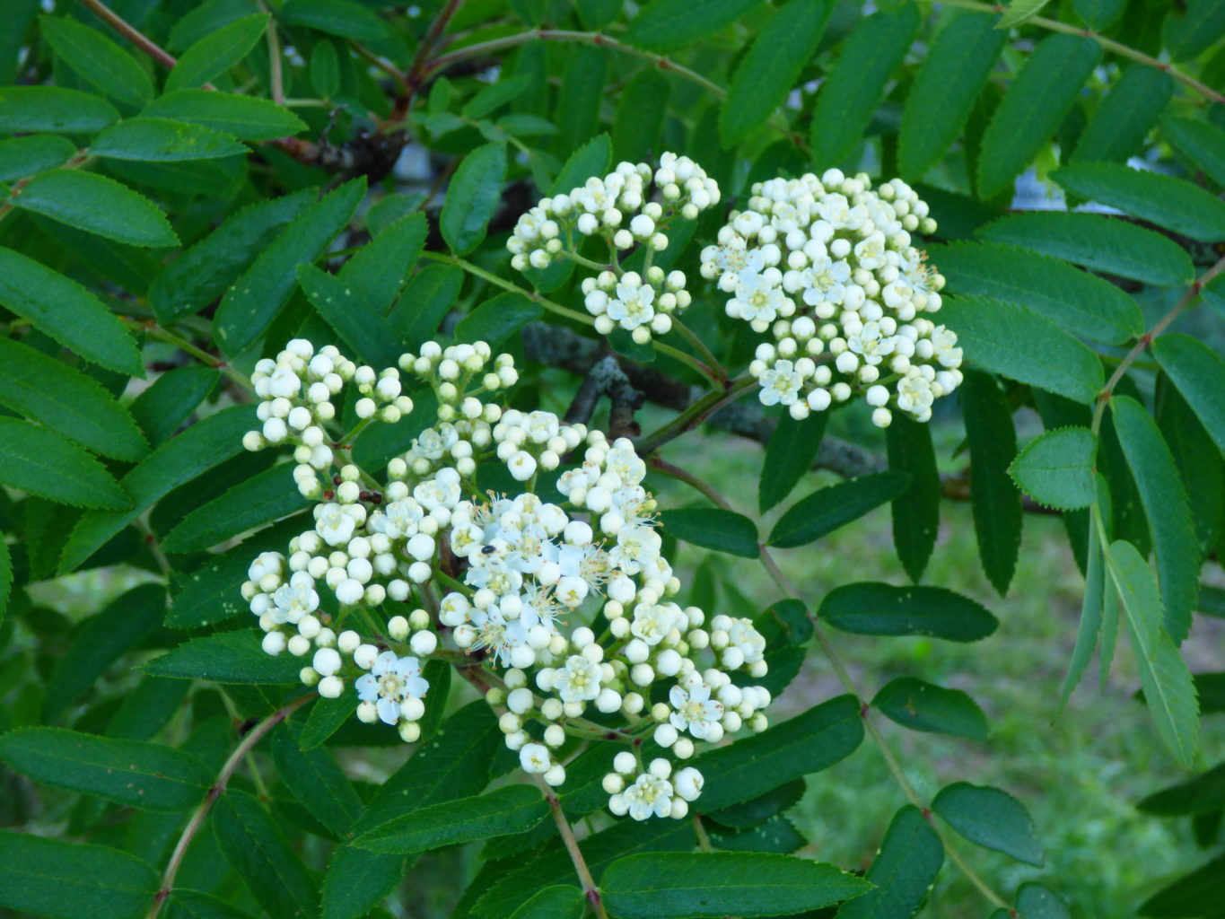 Valokuvaaja: Hannu Rissanen