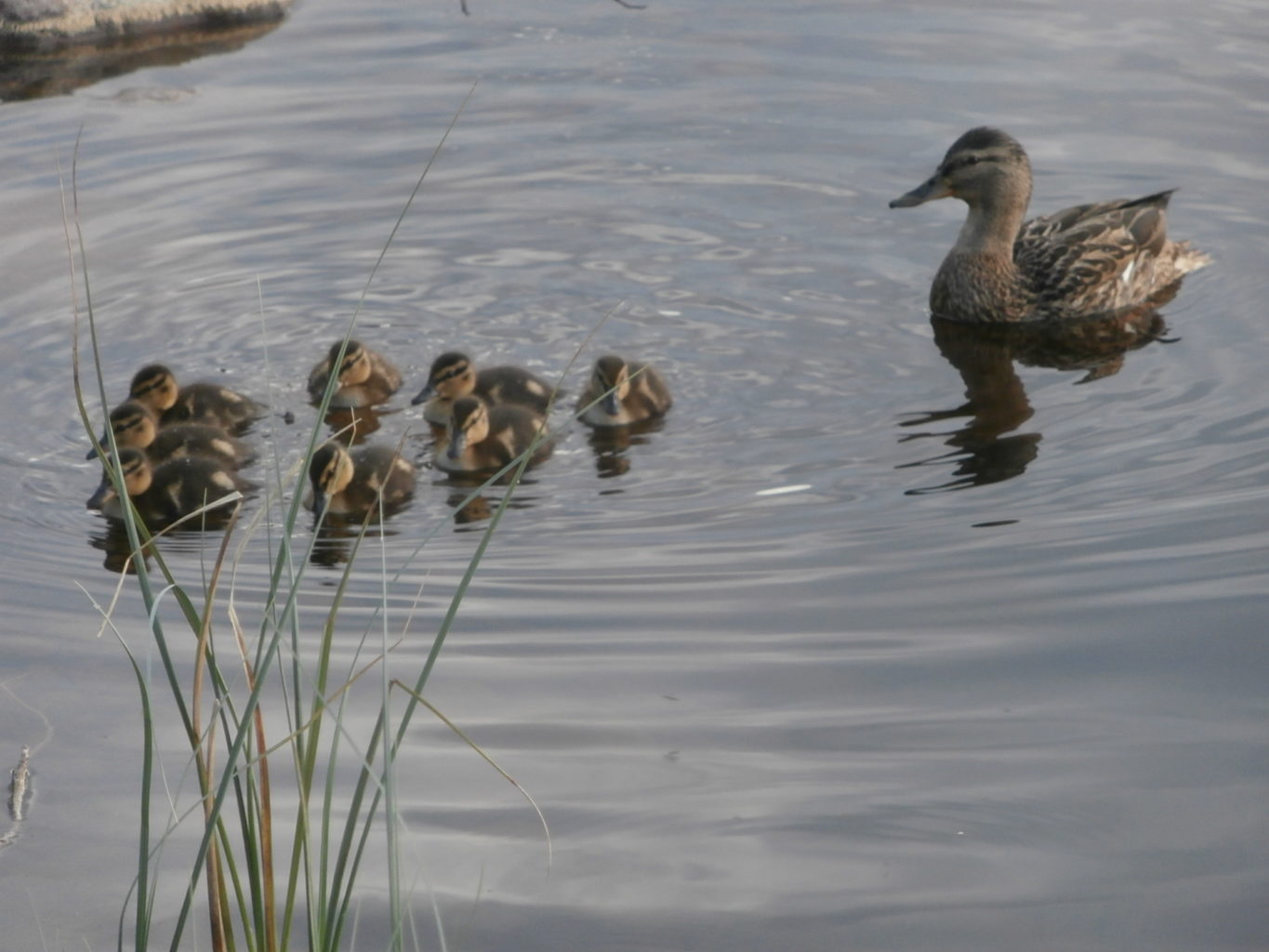 Valokuvaaja: Sirkka Kajo