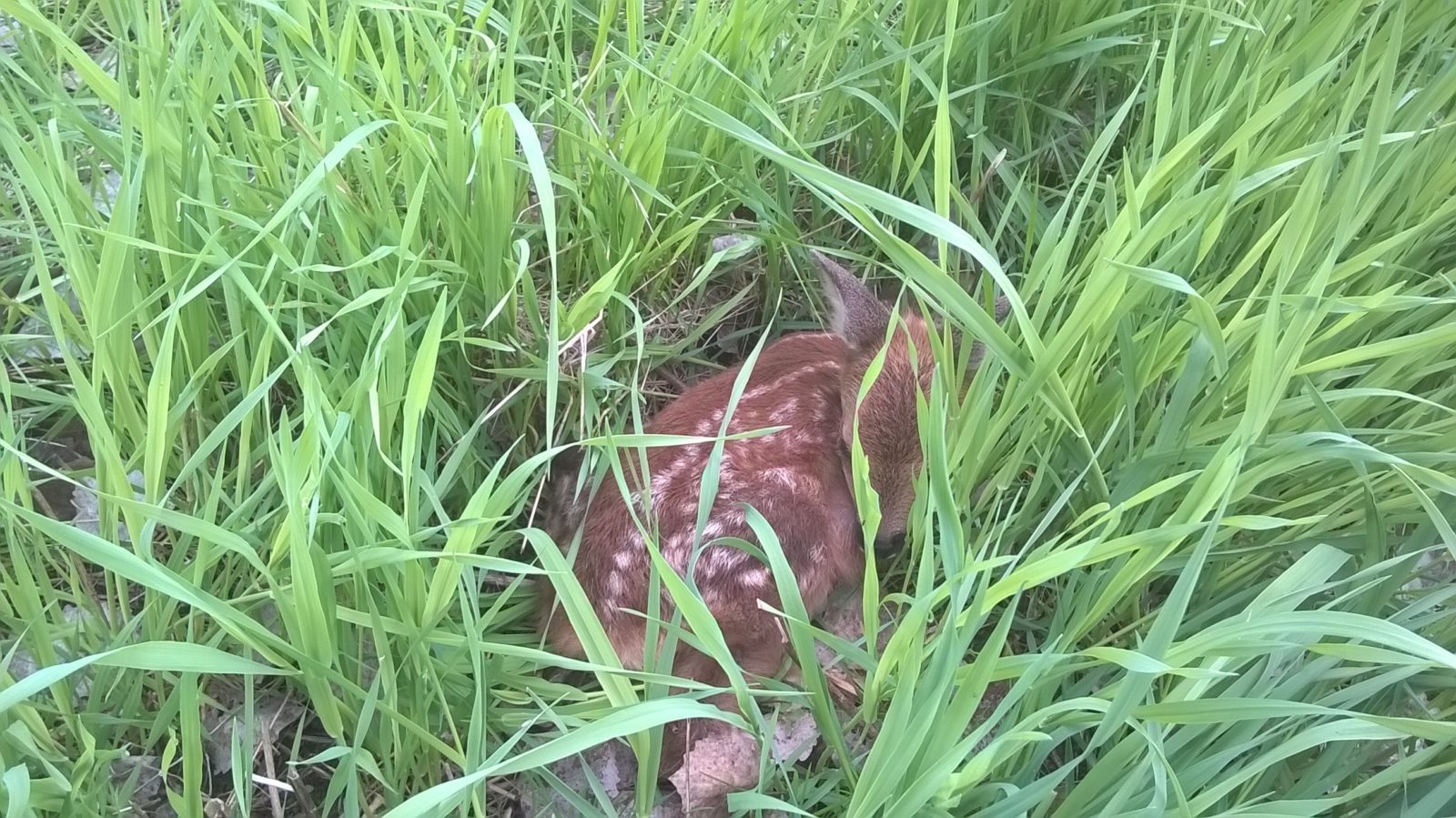 Valokuvaaja: Satu Pyörälä