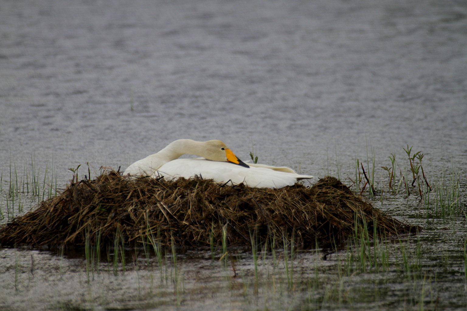 Valokuvaaja: Sirpa Jyske