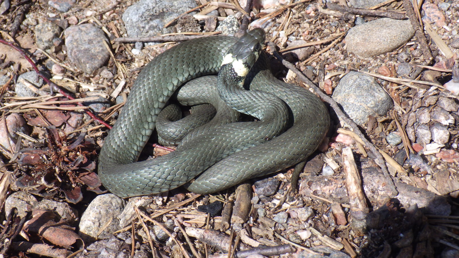 Valokuvaaja: Pasi Sorsa