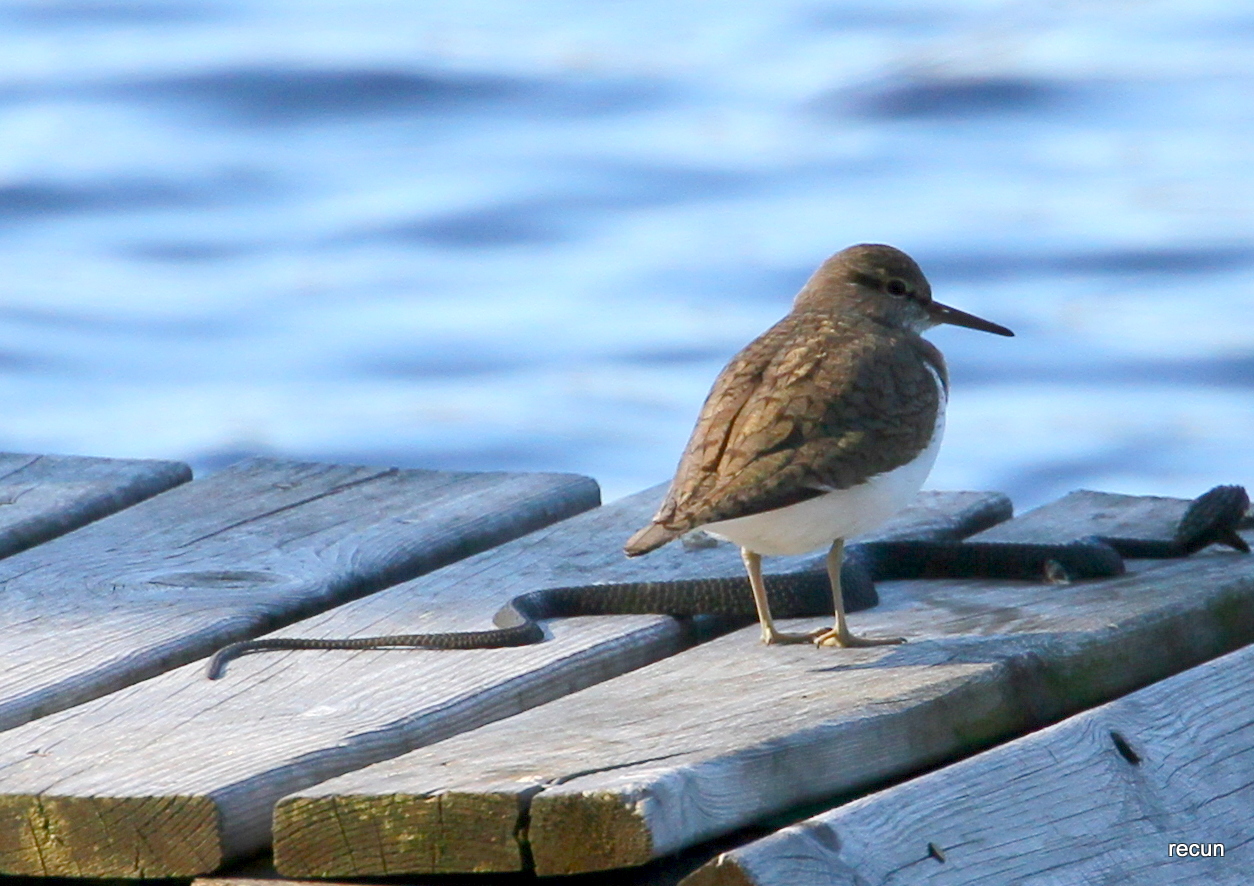 Valokuvaaja: reijo lehtonen