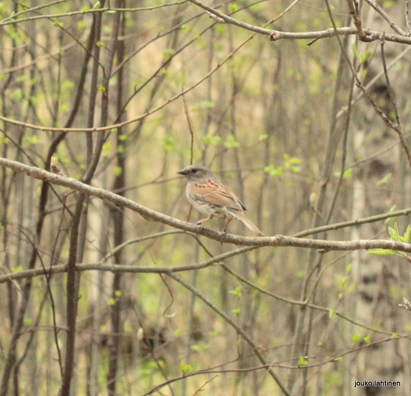 Valokuvaaja: Jouko Lahtinen
