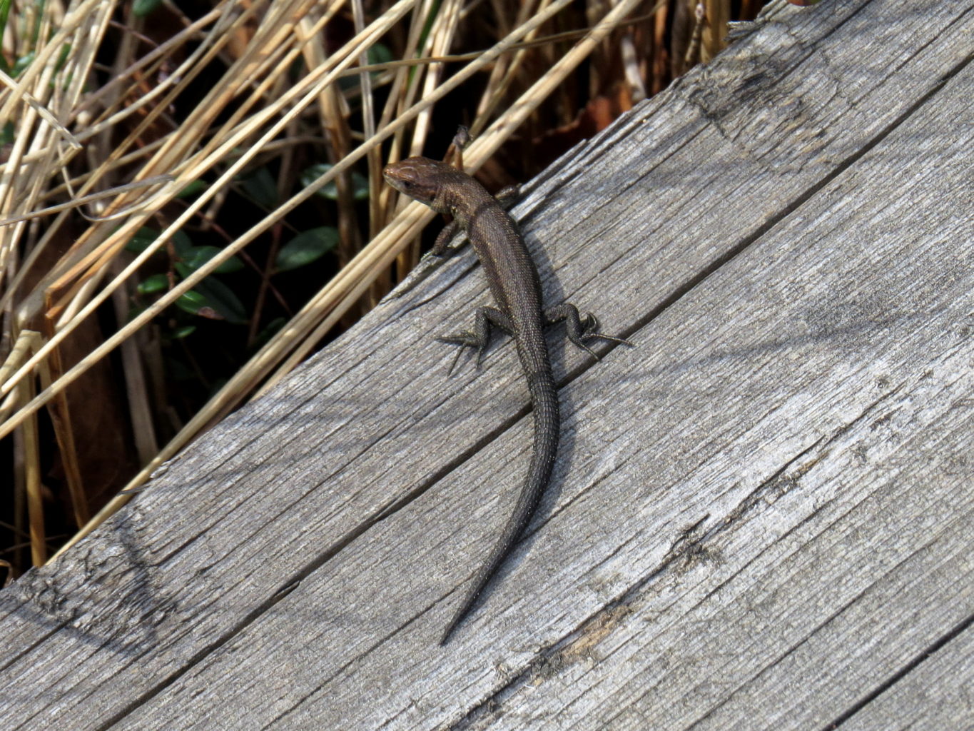 Valokuvaaja: Jaana Talvinen