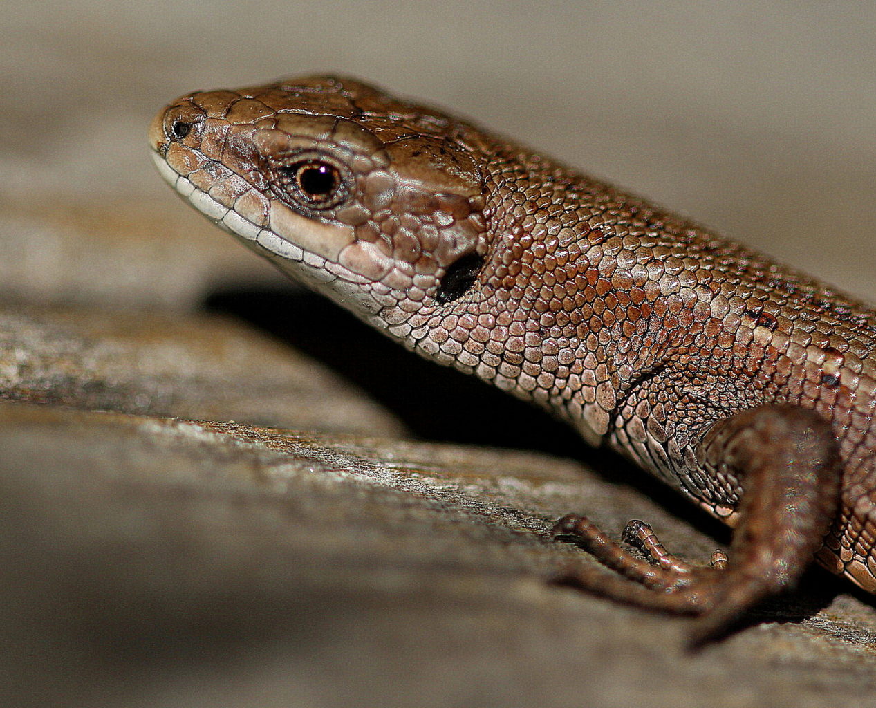 Valokuvaaja: Sirpa Jyske