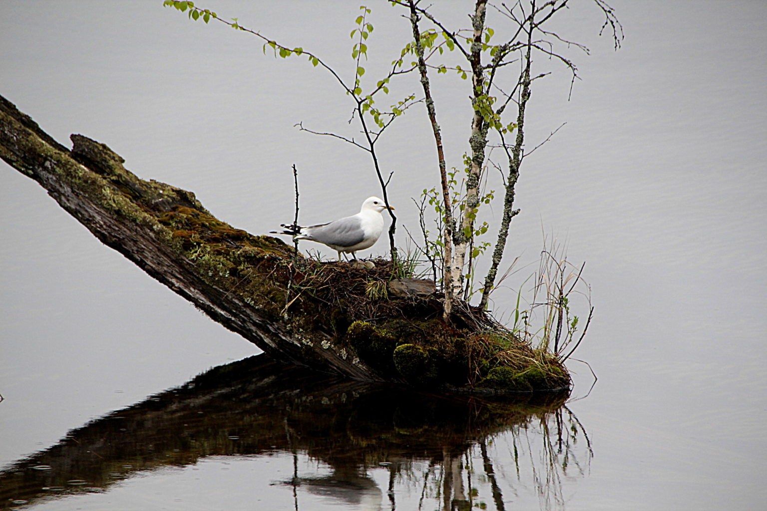 Valokuvaaja: Sirpa Jyske